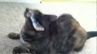 Sophia Cat on the Hunt (The Bug Never Stood a Chance)