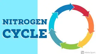 Nitrogen Cycle - Ecology