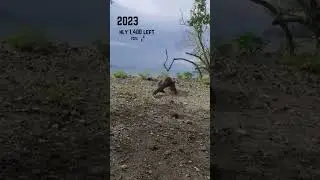 Komodo Dragon Now and then