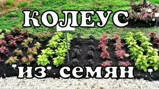 Колеус из семян 2020//Какие сорта буду сеять в сезоне 2020//Когда сеять колеус