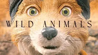 Fantastic Mr Fox | Wild Animals