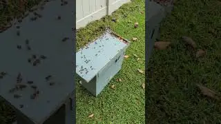 Fall equinox swarm