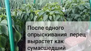 Рассада перца не растёт и желтеет  пора ей помочь. Чем подкормить перец для быстрого роста.часть 2