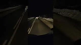 Ярославские леса лоси на дороге 