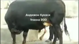Узбекистандаги энг катта бука 1800 кг
