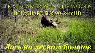Лось на лесном болоте BOLYGUARD BG590-24mHD