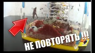 В ФОРМИКАРИЙ попал КУЗНЕЧИК / ЧТО БУДЕТ С МУРАВЬЯМИ