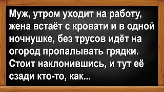 Жена без труселей пошла на огород... Анекдоты! Юмор! Позитив!