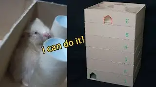 6-level Maze for Hamster