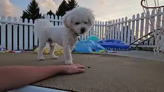 Puppy plays with a Cricket
