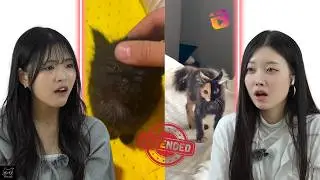 Koreans React to Cute Cats Extended 2 | CY