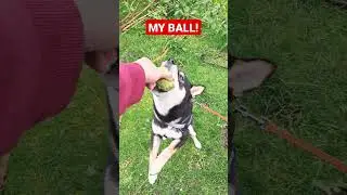 My Ball! Shiba Wants his ball! cute!