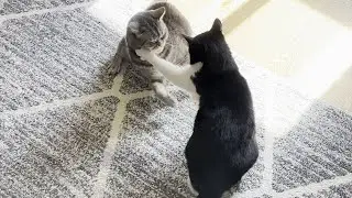 Cat Woke Up & Chose Violence