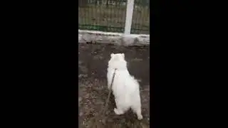 Реакция собаки на белку. Собака сходит с ума при виде белки
