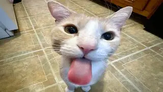 cats acting silly