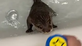 鳥の鳴き声がする水鉄砲にそれぞれ反応を示すカワウソ猫 Otter cat reacting to each of the water guns with birdcalls
