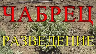 ЧАБРЕЦ, ЧЕБРЕЦ, ТИМЬЯН, БОГОРОДСКАЯ ТРАВА - РАЗМНОЖЕНИЕ.