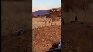CHEETAH Drive - GEPARDEN Pirsch, echt klasse, guckt mal rein🐾👉