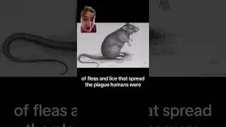 Did rats actually cause the plague? 🐀