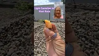 Light Carnelian in Host Rock #shorts #agate #rockhounding