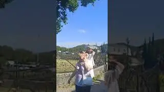 Тюльпановое дерево в поселке Головинка,в Лазаревском