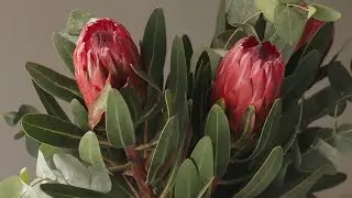 Таңнуру Муканбет кызы. Кытайлык кыргыз кызынын кереметүү үнүнө күбө болуңуздар. Казак тилинде