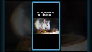 Умные крысы эксперимент
