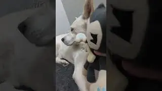 the dog trap