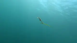 МОРЕ КРЫМА. НЫРЯТЬ ПО ЧЕРНОМУ!