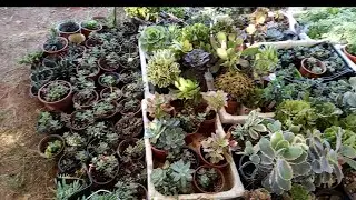 Şahane bir sera gezisine ne dersiniz videoların devamı var🤗