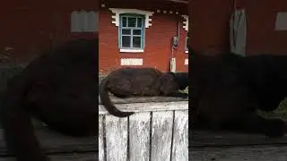 лежать удобно, а вопросы твои неудобны