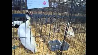Cute Animal Funny Fowl