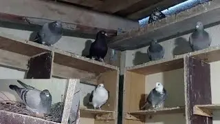 почтовые спортивные голуби