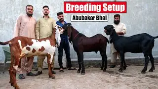 Amritsari Beetal Goats Breeding Setup Lahore 2024 | Bakra Mandi
