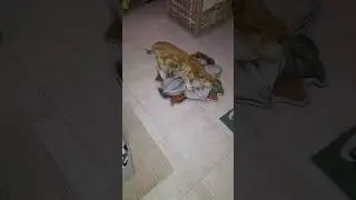 АЛЕКСЕЙ ИЗУЧАЕТ НОВЫЙ КОВРИК