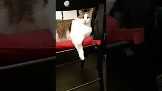 Мариус засыпает #кот