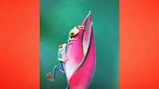 Instrumental Song ||