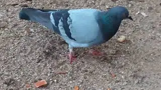 Observando a las palomas en un parque (2024)