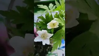 Заварку для вкусного и полезного чая своими руками🤗😘☀️❤️🙂😊🍀