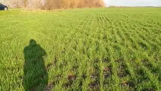 Стан пшениці посіяної саморобною анкерною сівалкою.