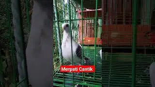 MERPATI
