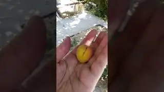 Дачные фрагменты