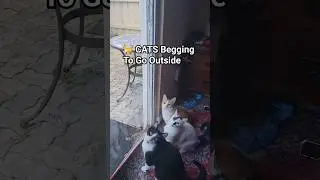#shorts 🐈 Cats Begging To Go Outside #pets #funny #cat
