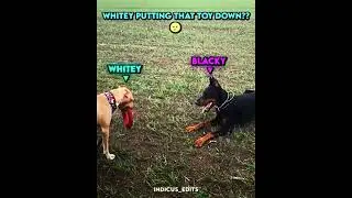 Who Let The Dog Bark 💀... 