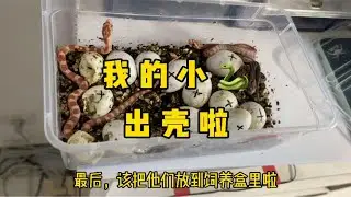 57天前的小蛇蛋今天终于破壳而出啦