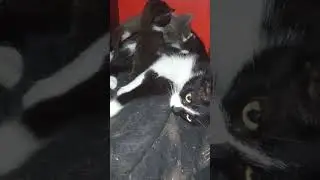 Котята играются 🐱 Растут не по дням, а по часам 🤗 ТриКота 🐈🐈🐈