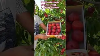 ☎️91-040-80-84 Бигбен шафтолий кўчати сотувда #uzbekistan #fruit #toshkent
