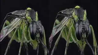 3d VR saw fly