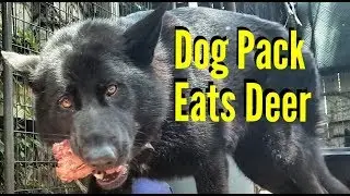 Dog Pack Eats Deer