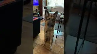 Would you do this? My dog ran. 🤣 